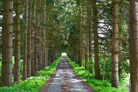 Dirt Road in the Forest, Swiss Alps Stock Photo - Budget Royalty-Free & Subscription, Code: 400-06331137