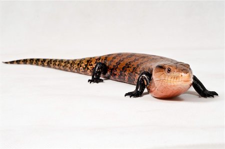 skink - portrait of a reptile in the studio, bali. Stock Photo - Budget Royalty-Free & Subscription, Code: 400-06331229