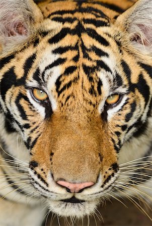 close up of tiger face Stock Photo - Budget Royalty-Free & Subscription, Code: 400-06331499