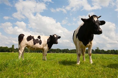 dutch cow pictures - Dutch cows in the meadow Stock Photo - Budget Royalty-Free & Subscription, Code: 400-06331825