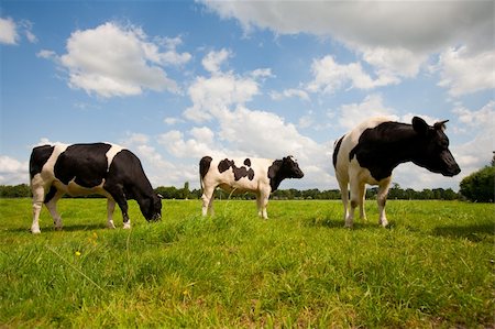dutch cow pictures - Dutch cows in the meadow Stock Photo - Budget Royalty-Free & Subscription, Code: 400-06331826