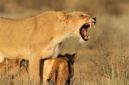 Aggressive lioness (Panthera leo) defending her young cubs, Kalahari desert, South Africa Photographie de stock - Aubaine LD & Abonnement, Code: 400-06332075