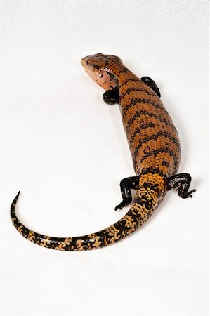 skink - Portrait of a reptile in the bluetongue type take on studio room bali, indonesia. Photographie de stock - Aubaine LD & Abonnement, Code: 400-06332196