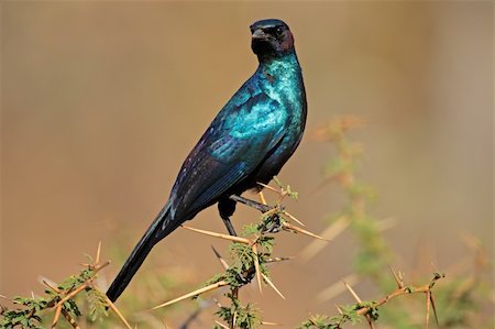 Burchell's starling (Lamprotornis australis) sitting on a branch, South Africa Stock Photo - Budget Royalty-Free & Subscription, Code: 400-06332659