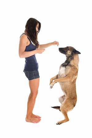 purebred belgian sheepdog malinois and girl on a white background Stock Photo - Budget Royalty-Free & Subscription, Code: 400-06332743