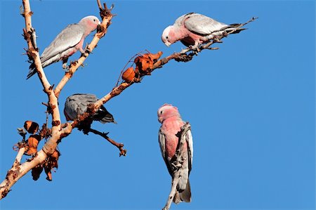 simsearch:400-05900108,k - Galah Cockatoos (Cacatua roseicapilla), Kakadu National Park, Northern territory, Australia Stock Photo - Budget Royalty-Free & Subscription, Code: 400-06333647