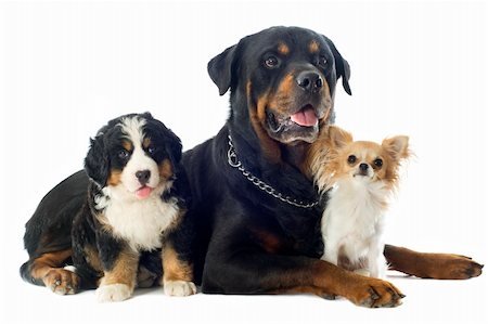 portrait of a purebred bernese mountain dog , chihuahua and rottweiler Stock Photo - Budget Royalty-Free & Subscription, Code: 400-06333783