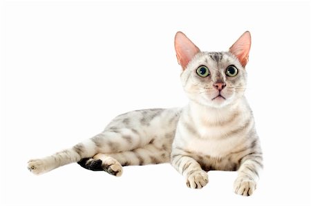 simsearch:400-06391487,k - portrait of a purebred  bengal cat on a white background Stock Photo - Budget Royalty-Free & Subscription, Code: 400-06333797