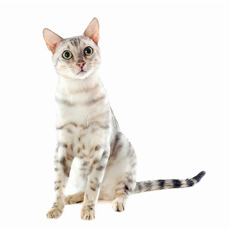 portrait of a purebred  bengal cat on a white background Stock Photo - Budget Royalty-Free & Subscription, Code: 400-06333967