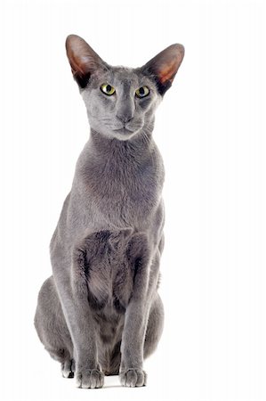 egyptian sphynx cat - portrait of a gray oriental cat in front of white background Stock Photo - Budget Royalty-Free & Subscription, Code: 400-06333961