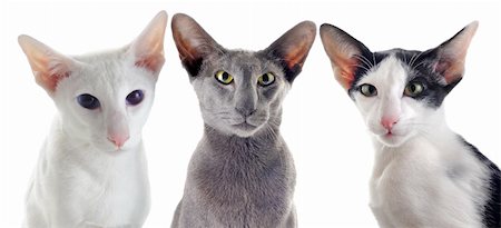 egyptian sphynx cat - portrait of threeoriental cats in front of white background Stock Photo - Budget Royalty-Free & Subscription, Code: 400-06333962
