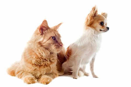 simsearch:400-06391487,k - portrait of a purebred  maine coon cat and chihuahua on a white background Stock Photo - Budget Royalty-Free & Subscription, Code: 400-06333994
