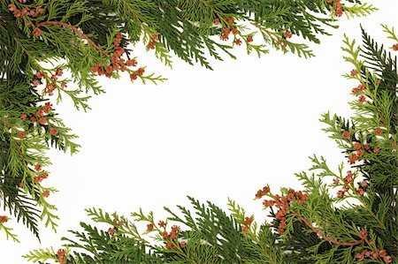Winter greenery border of cedar cypress leaf with pine cones over white background. Stock Photo - Budget Royalty-Free & Subscription, Code: 400-06356228