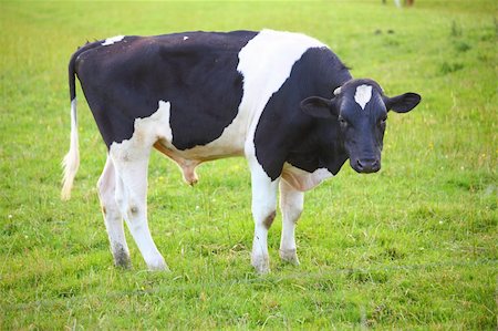 simsearch:400-05135877,k - Cow in green meadow Photographie de stock - Aubaine LD & Abonnement, Code: 400-06357674