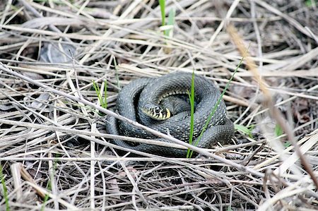 Adder with yellow spots hiding in the grass Stock Photo - Budget Royalty-Free & Subscription, Code: 400-06358523