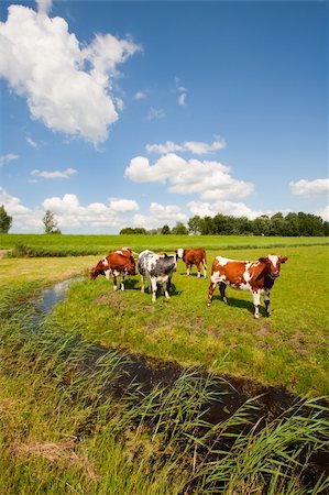 dutch cow pictures - Dutch cows in the meadow Stock Photo - Budget Royalty-Free & Subscription, Code: 400-06358723