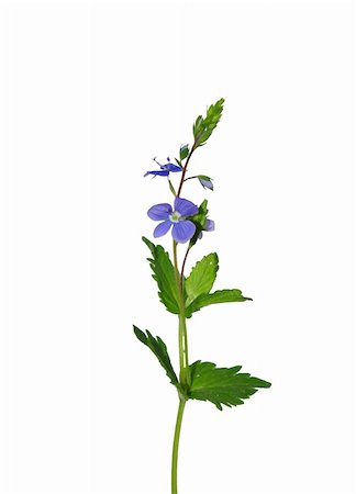 plantaginaceae - Germander Speedwell (Veronica chamaedrys) Stock Photo - Budget Royalty-Free & Subscription, Code: 400-06358941