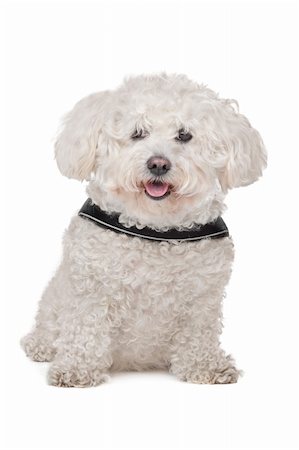 simsearch:400-05711347,k - Maltese dog in front of a white background Foto de stock - Super Valor sin royalties y Suscripción, Código: 400-06364127