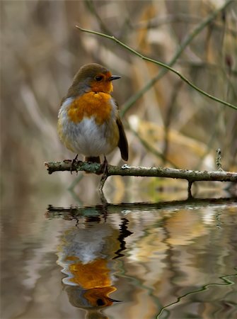 robin - Robin perched on a branch with reflection in water. Stock Photo - Budget Royalty-Free & Subscription, Code: 400-06367685
