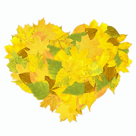 simsearch:400-06418836,k - Heart from autumn leaves. Isolated over white Stock Photo - Budget Royalty-Free & Subscription, Code: 400-06367708