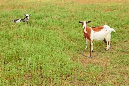 simsearch:400-05294140,k - Two goats grazing on the pasture in summer season Stock Photo - Budget Royalty-Free & Subscription, Code: 400-06360398