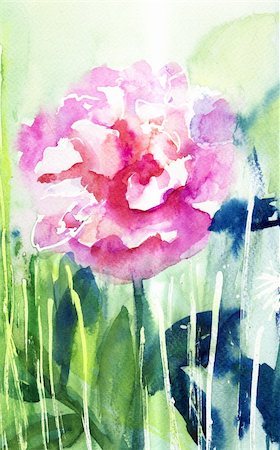 drawing of peonies - Beautiful Peony flower, Watercolor painting Stock Photo - Budget Royalty-Free & Subscription, Code: 400-06384722