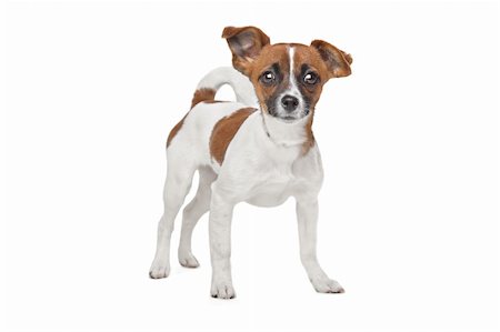 Mixed breed dog. Chihuahua and Jack Russel Terrier mix Stock Photo - Budget Royalty-Free & Subscription, Code: 400-06384879