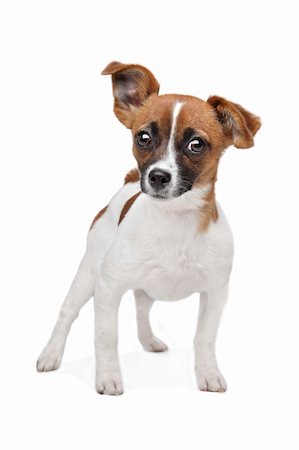 Mixed breed dog. Chihuahua and Jack Russel Terrier mix Stock Photo - Budget Royalty-Free & Subscription, Code: 400-06384880