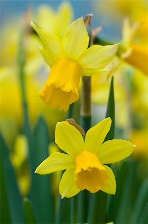 daffodils shallow depth of field springtime Stock Photo - Budget Royalty-Free & Subscription, Code: 400-06387382