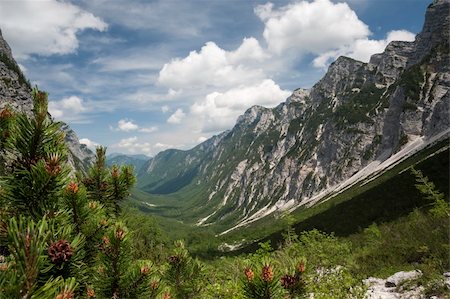 View at Krma Valley from trail to Kredarica. Pine tree branches in the foreground. Valley in the middle. Clouds and mountains in the back. Stock Photo - Budget Royalty-Free & Subscription, Code: 400-06387999