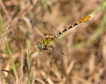 Male Eastern Ringtail dragonfly (Erpetogomphus designatus), perched on a blade of grass in a meadow near Austin (Travis County), Texas Stock Photo - Budget Royalty-Free & Subscription, Code: 400-06388084