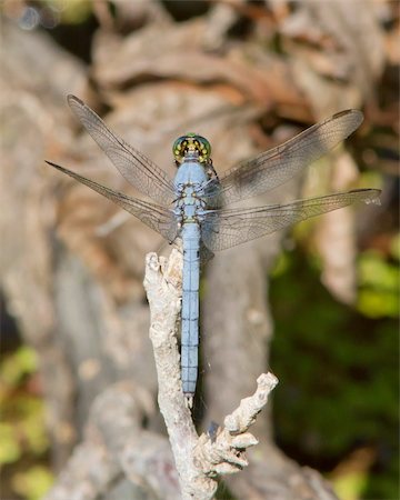 Top-down view of a battle-scarred male Eastern (Common) Pondhawk (Erythemis simplicicollis), perched on a tree limb next to a pond south of Junction (Kimble County), Texas Stock Photo - Budget Royalty-Free & Subscription, Code: 400-06388082