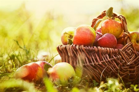 Organic apples in basket in summer grass. Fresh apples in nature Stock Photo - Budget Royalty-Free & Subscription, Code: 400-06388124