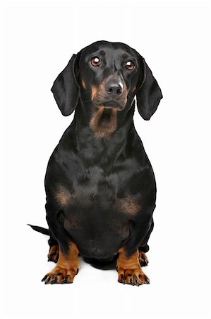 eriklam (artist) - dachshund black and tan in front of white background Stock Photo - Budget Royalty-Free & Subscription, Code: 400-06388600