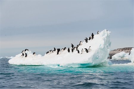 simsearch:693-03301867,k - This shot was made during expedition to Antarctica in January 2012. Stock Photo - Budget Royalty-Free & Subscription, Code: 400-06394712
