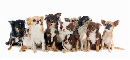 simsearch:400-06391487,k - portrait of a cute purebred  chihuahuas in front of white background Stock Photo - Budget Royalty-Free & Subscription, Code: 400-06395116