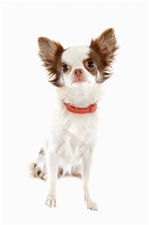 portrait of a cute purebred chihuahua with preventive collar in front of white background Stock Photo - Budget Royalty-Free & Subscription, Code: 400-06395110