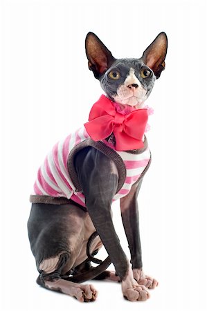 egyptian sphynx cat - beautiful dressed  sphynx cat in front of white background Stock Photo - Budget Royalty-Free & Subscription, Code: 400-06395784