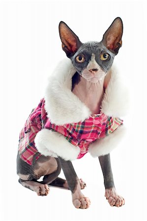 egyptian sphynx cat - beautiful purebred sphynx dressed cat in front of white background Stock Photo - Budget Royalty-Free & Subscription, Code: 400-06395785