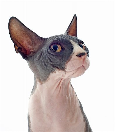 egyptian sphynx cat - beautiful purebred sphynx cat in front of white background Stock Photo - Budget Royalty-Free & Subscription, Code: 400-06395786