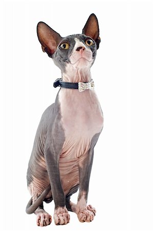 egyptian sphynx cat - beautiful purebred sphynx cat in front of white background Stock Photo - Budget Royalty-Free & Subscription, Code: 400-06395782
