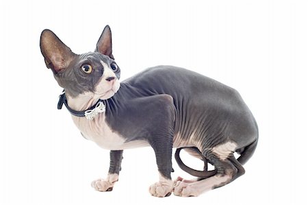 egyptian sphynx cat - beautiful purebred sphynx cat in front of white background Stock Photo - Budget Royalty-Free & Subscription, Code: 400-06395783