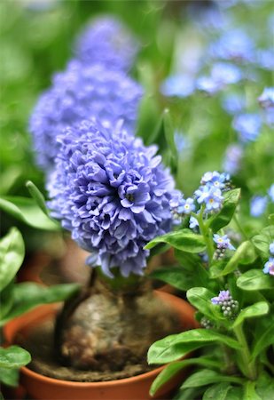 purple floral arrangement - Blue grape potted hyacinths in the greenhouse.  Shellow DOF, focus on front flower Stock Photo - Budget Royalty-Free & Subscription, Code: 400-06395906