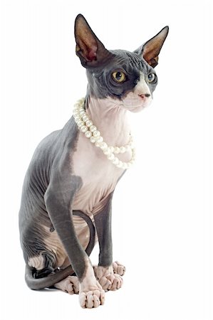 egyptian sphynx cat - beautiful purebred sphynx cat in front of white background Stock Photo - Budget Royalty-Free & Subscription, Code: 400-06396388