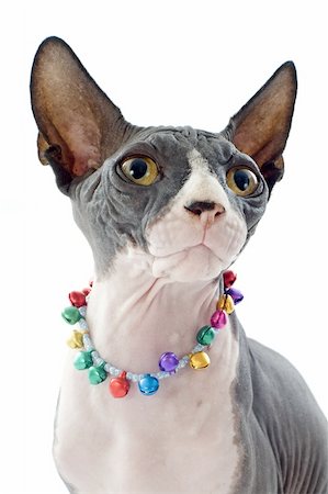 egyptian sphynx cat - beautiful purebred sphynx cat in front of white background Stock Photo - Budget Royalty-Free & Subscription, Code: 400-06396389