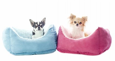 dog and kennel - portrait of a cute purebred  chihuahuas in front of white background Stock Photo - Budget Royalty-Free & Subscription, Code: 400-06396400