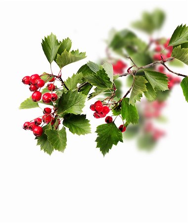 Red hawthorn berries green branch isolated on white Stock Photo - Budget Royalty-Free & Subscription, Code: 400-06396613