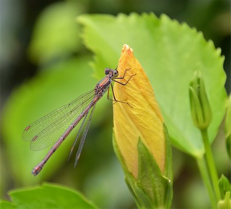 simsearch:700-00194432,k - dragonfly on the hibiscus flower bud Stock Photo - Budget Royalty-Free & Subscription, Code: 400-06396687