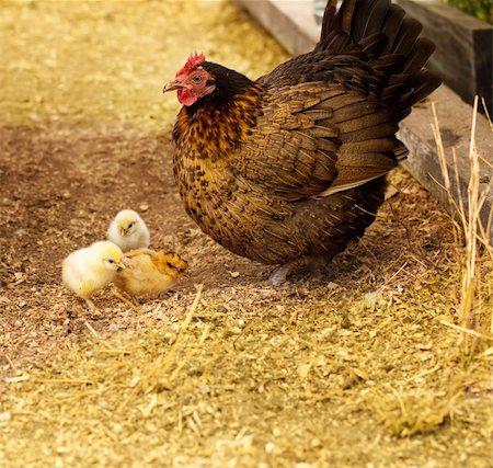 Spring chickens, live animals, bantam hen with new day old chicks Stock Photo - Budget Royalty-Free & Subscription, Code: 400-06390428