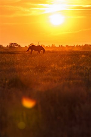 steppe - Pasture at sunset Stock Photo - Budget Royalty-Free & Subscription, Code: 400-06390768